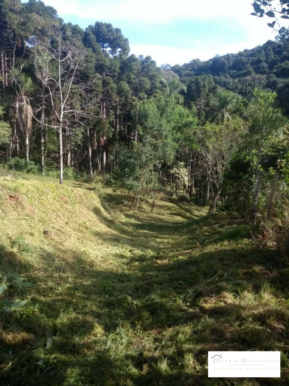 Patrik Pegoraro Imóveis